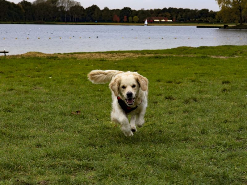 Puppy's 5-min